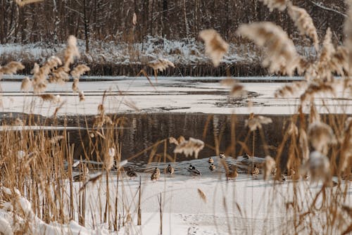 アヒル, 冬, 動物の無料の写真素材
