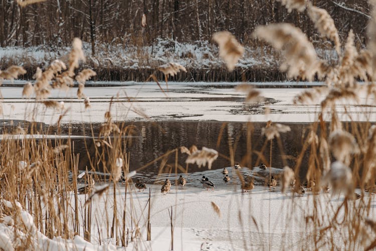 Brown And White Birds On Snow Covered Ground