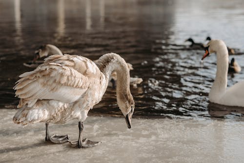 Photo of a Swan