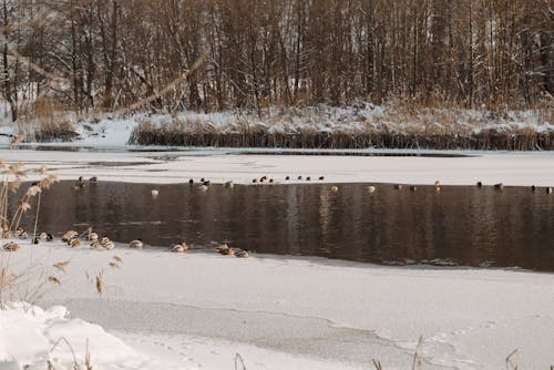 Ducks on Side of a River Near Snow Covered Ground