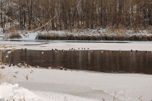 Free Ducks resting on a partially frozen river surrounded by snow-covered landscape. Stock Photo