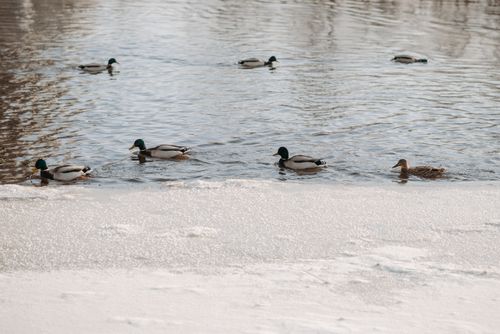 Free A group of mallard ducks gracefully swimming on a partially frozen lake. Stock Photo