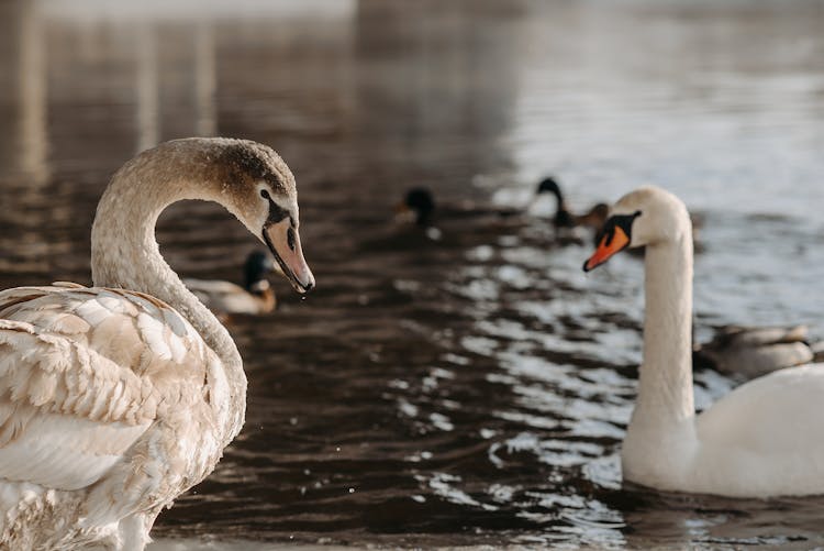 White Swans On Water