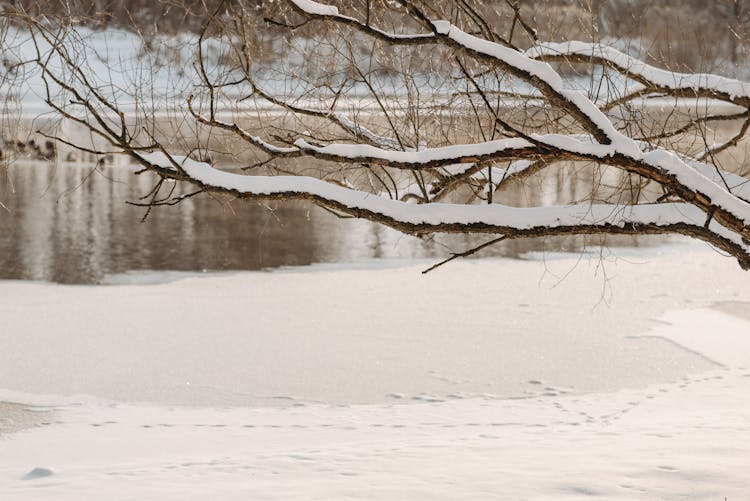 Bare Tree On Snow Covered Ground