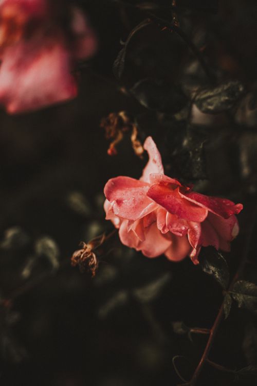Free Dramatic close-up of a pink rose in bloom, capturing its delicate beauty in Berlin. Stock Photo