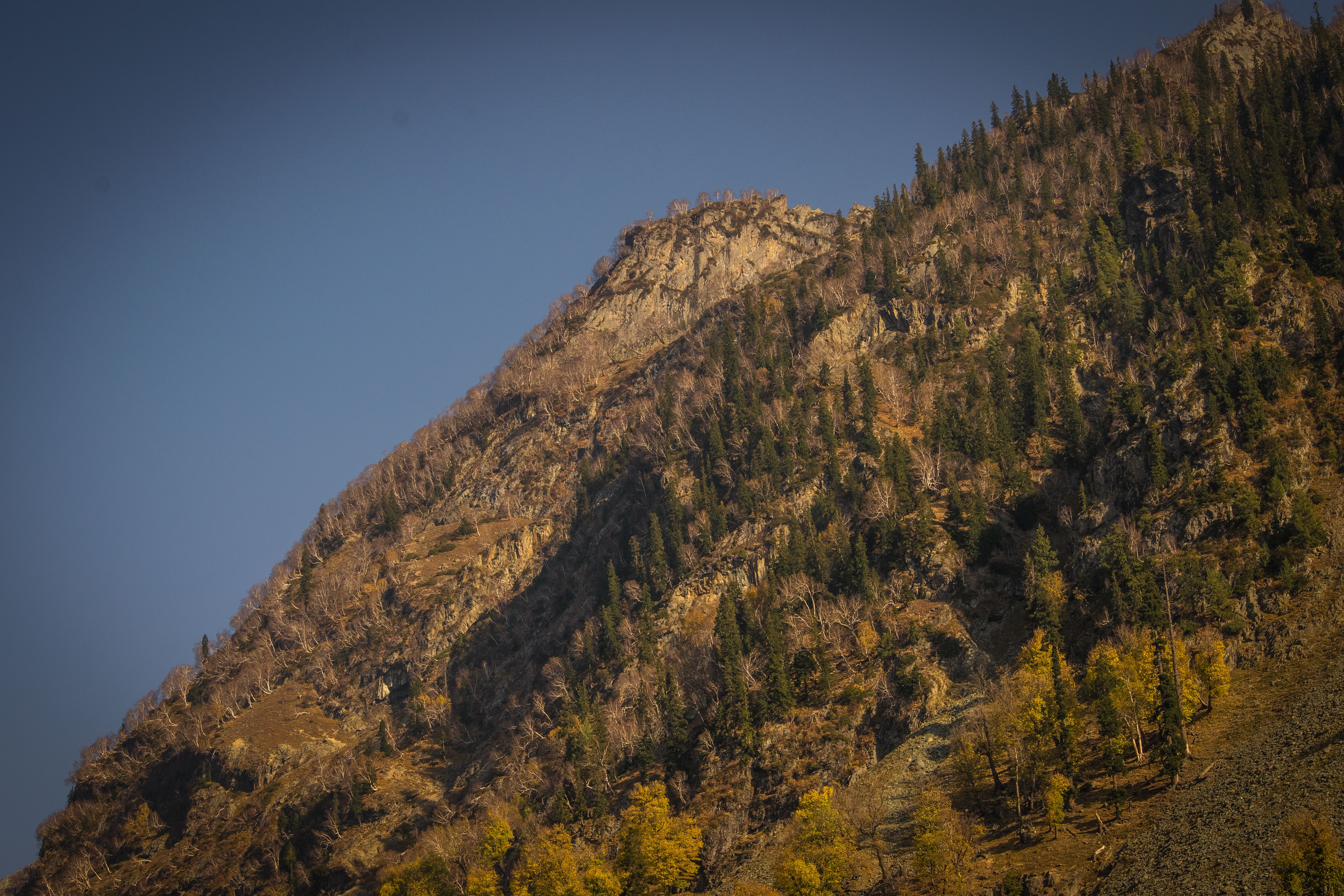 Free stock photo of autumn in india, autumn in kashmir, beauty on earth