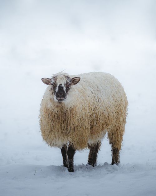 Free A solitary sheep stands on snow-covered ground, showcasing its fluffy wool in a serene winter scene. Stock Photo