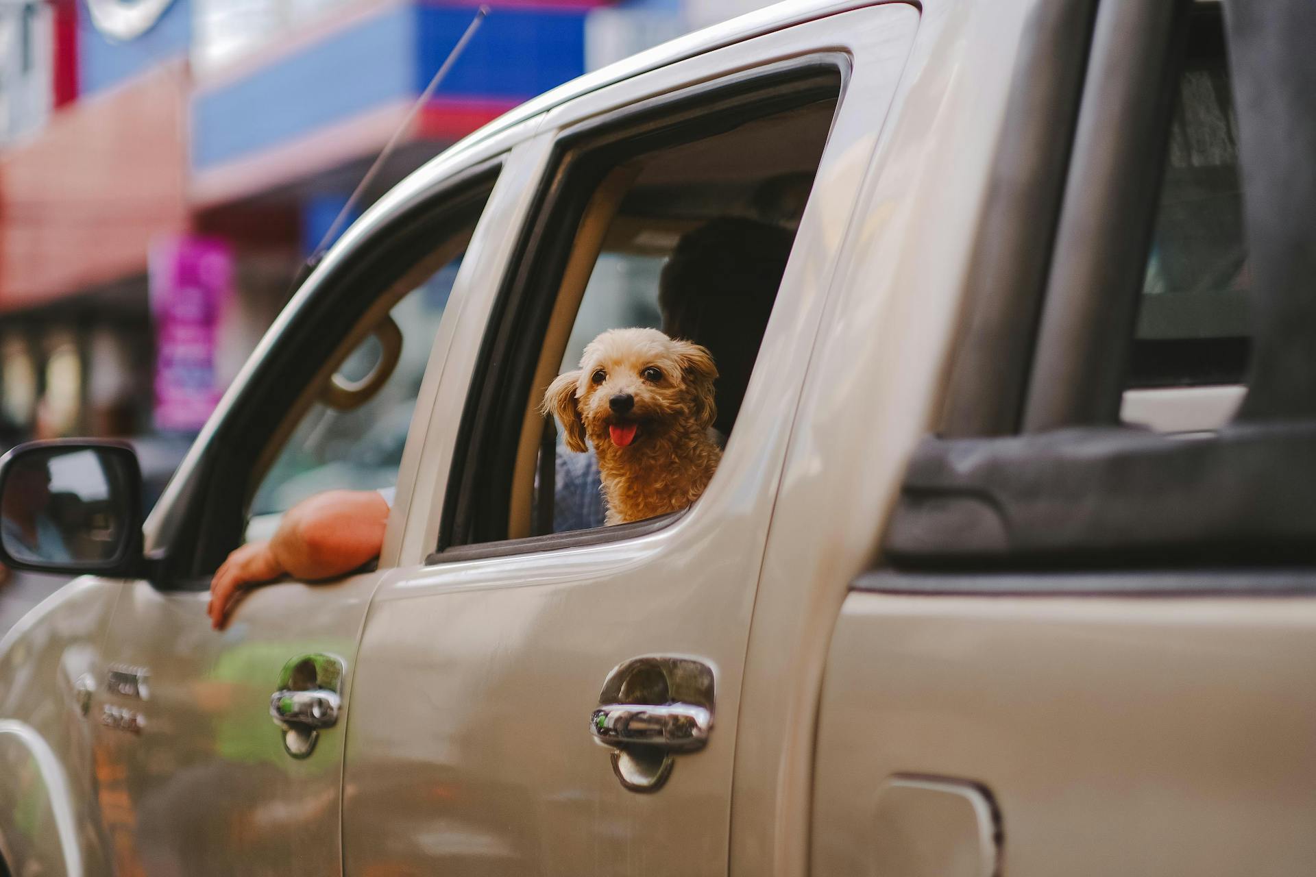 A Poodle Looking From the Car Window