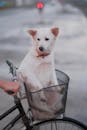 A Dog Sitting in a Bicycle Basket