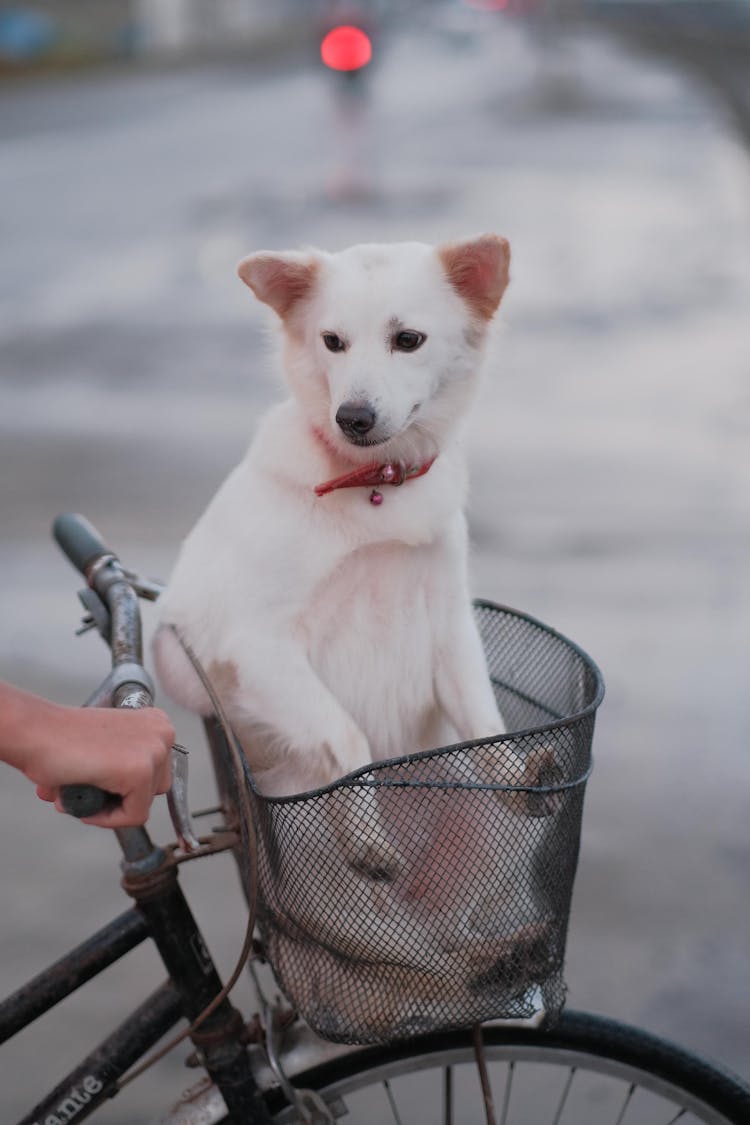 A Dog Sitting In A Bicycle Basket