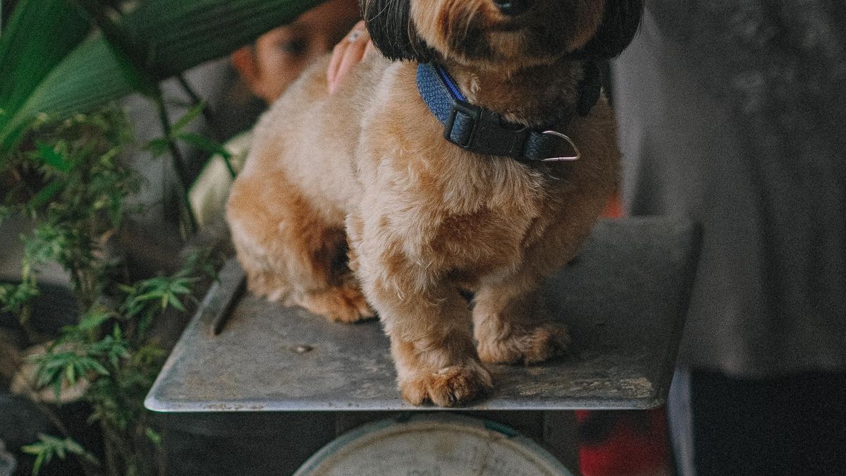 Pienso light para perros: cuándo usarlo y cómo hacer que funcione