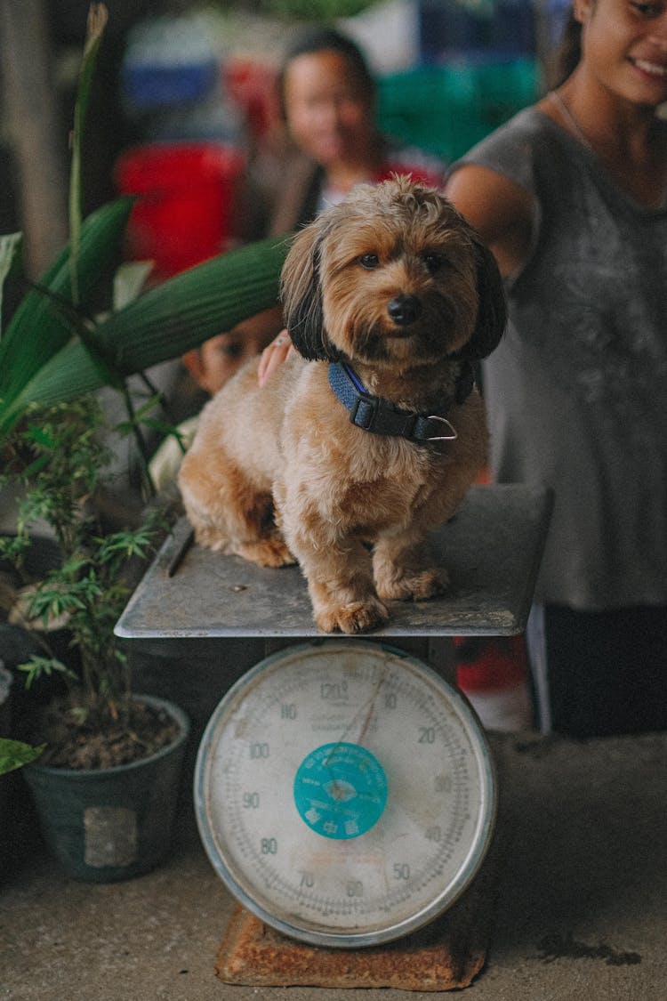 A Puppy Sitting On A Weighing Scale