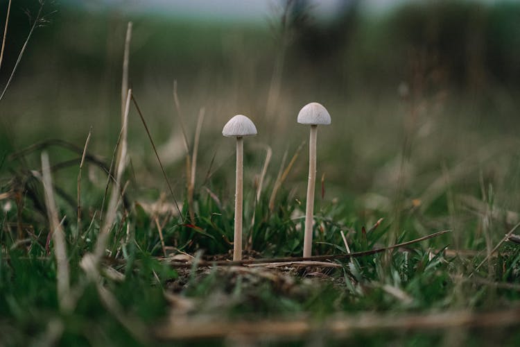 Small Mushrooms Growing In Grass