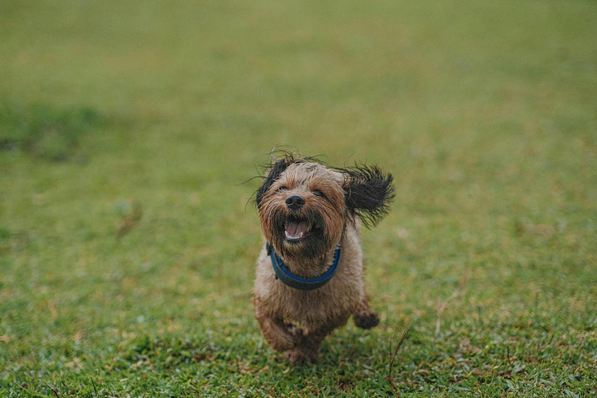 A Picture of a Dog Running on the Grass