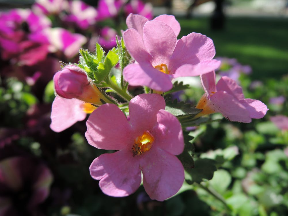 ピンクの花 小さな花 日当たりの良い小さな花の無料の写真素材 ピンクの花 小さな花 日当たりの良い小さな花の無料の写真素材