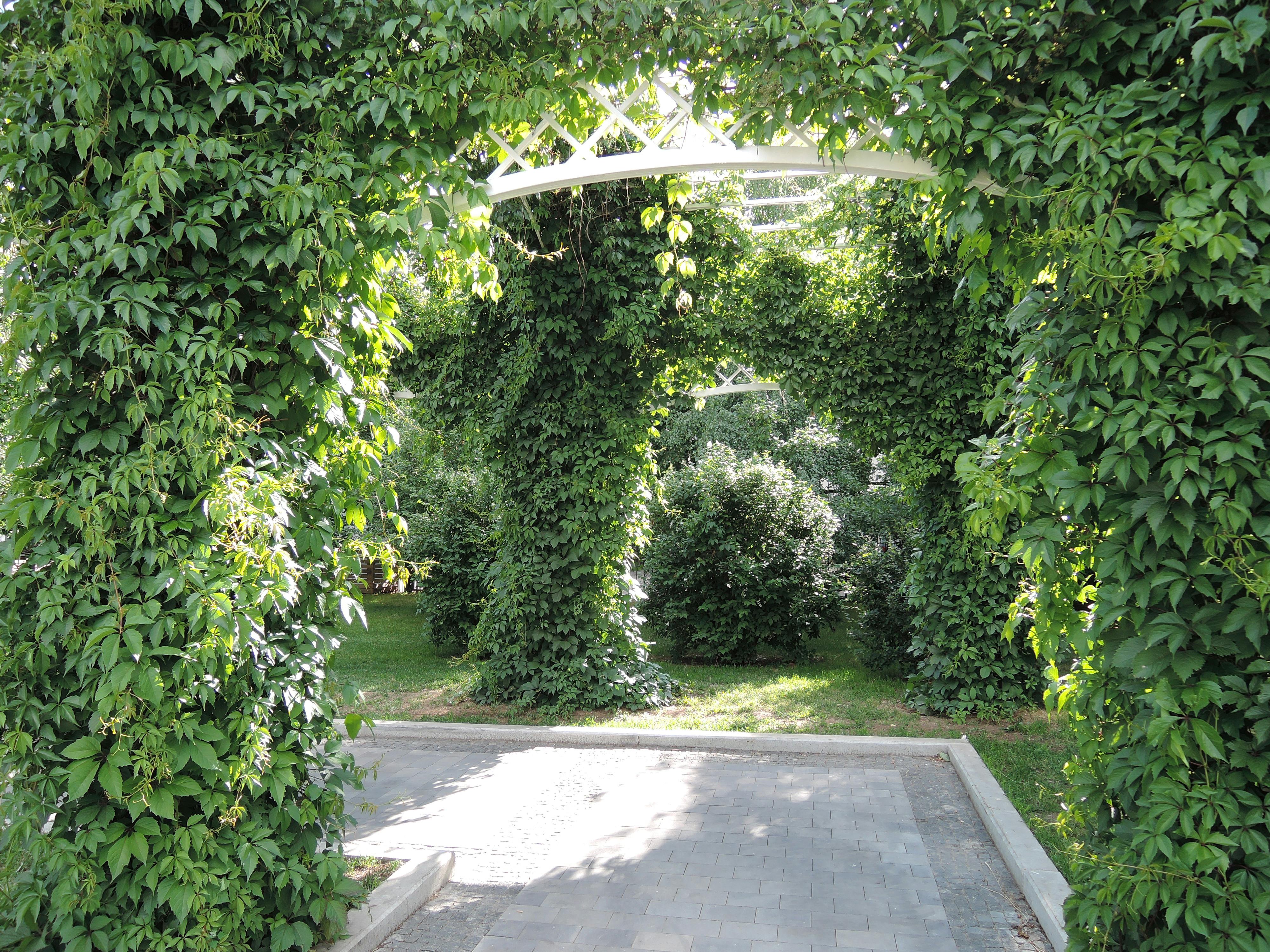 Free stock photo of garden, green, park