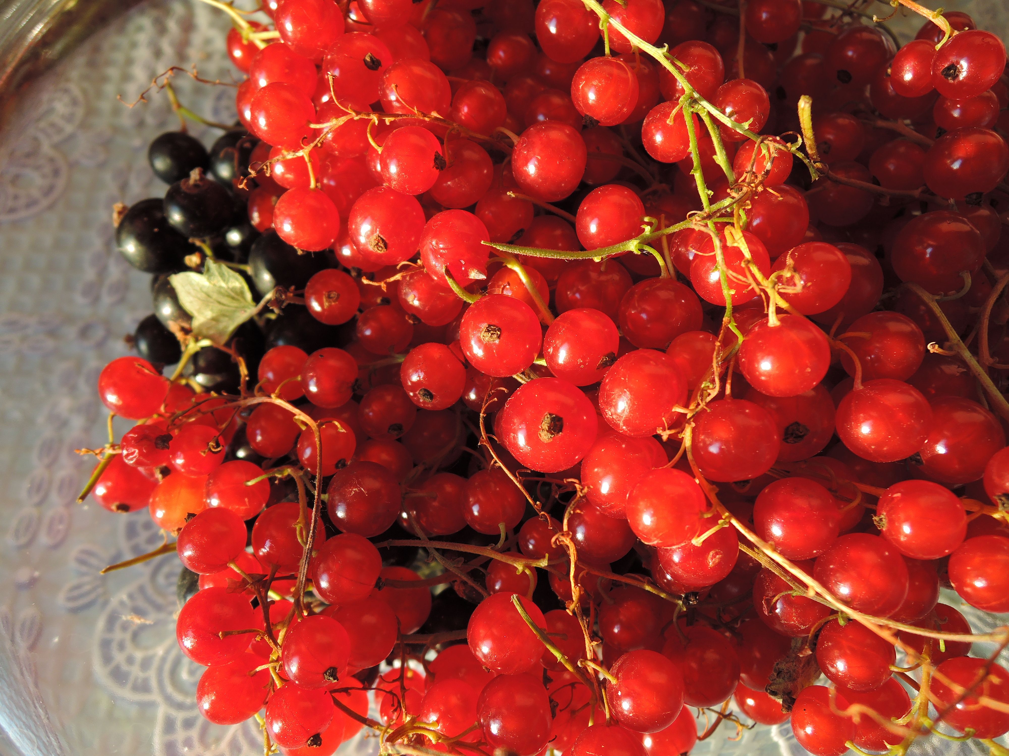 Free stock photo of berries, red berries, red currant
