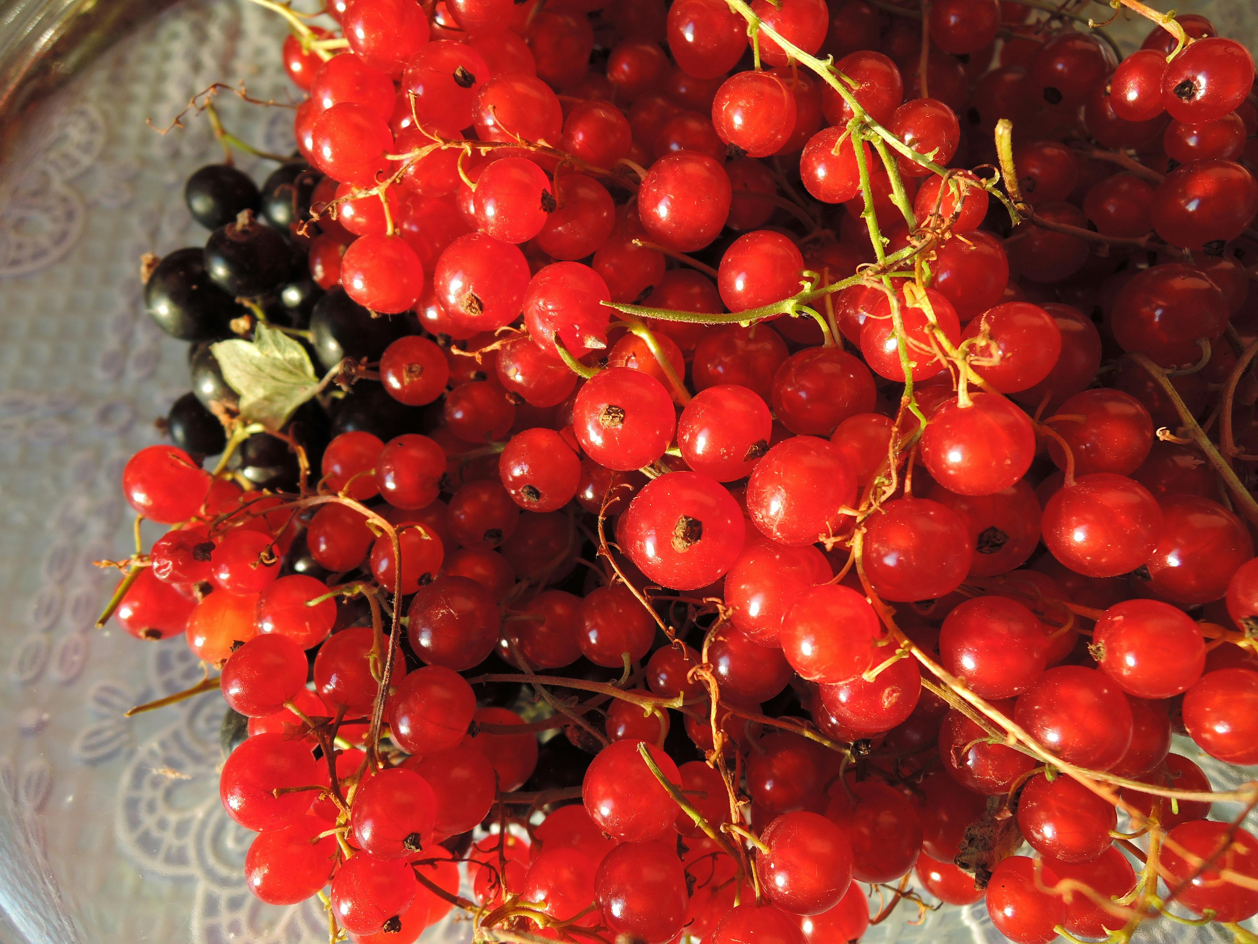 Free stock photo of berries, red berries, red currant
