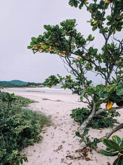 ağaç, dallar, deniz kıyısı içeren Ücretsiz stok fotoğraf