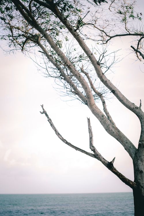 Free A lone tree with sparse branches stands against a tranquil ocean backdrop in this calming nature scene. Stock Photo