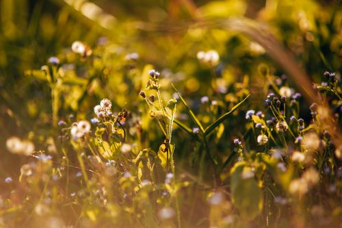 Free Close-up of wildflowers blooming in a sunlit meadow, showcasing vibrant colors and natural beauty. Stock Photo