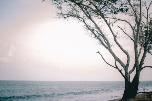Free Peaceful beach view at sunset featuring a tree silhouette against the ocean horizon. Stock Photo
