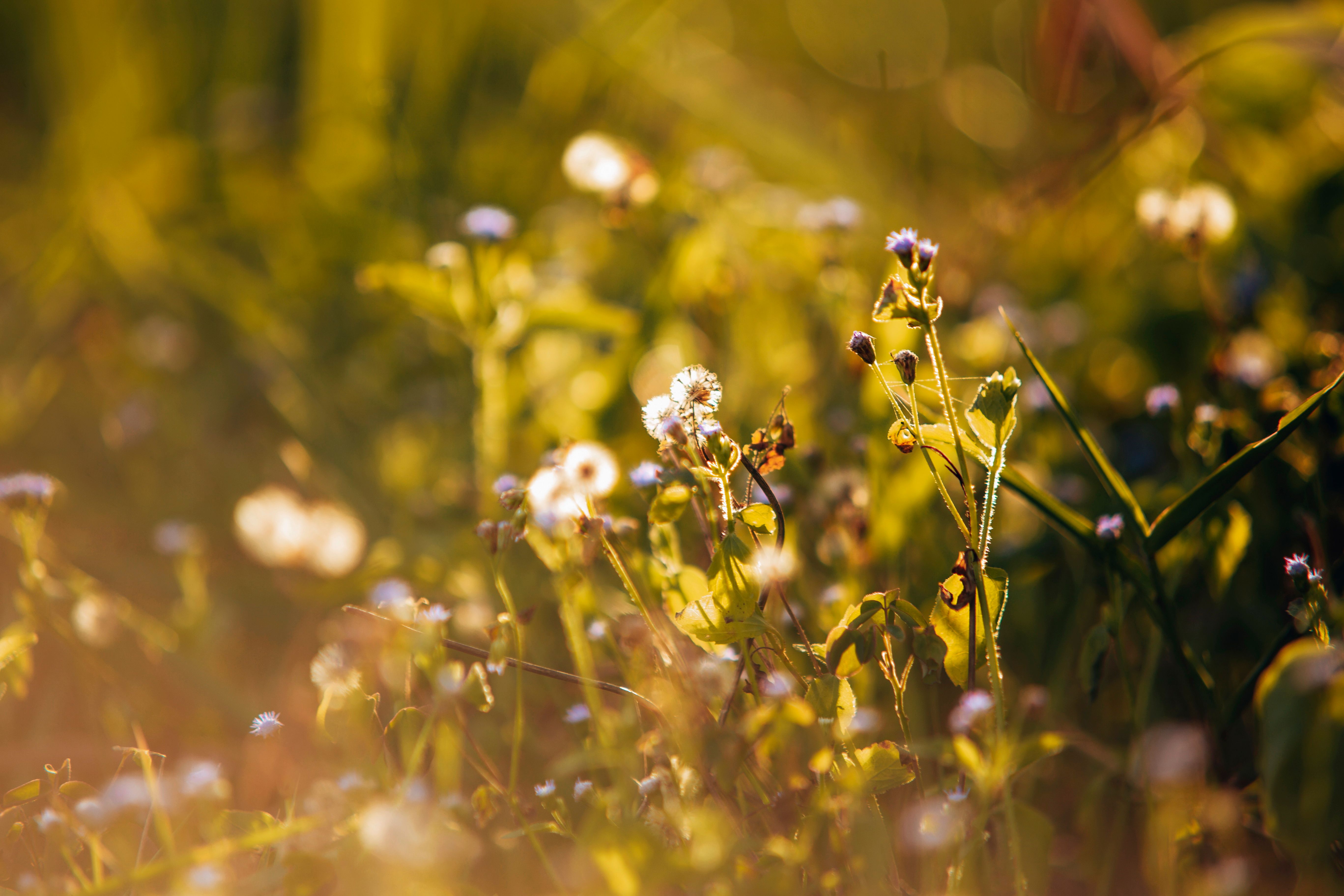 Close-Up Photograph of Wildflowers · Free Stock Photo