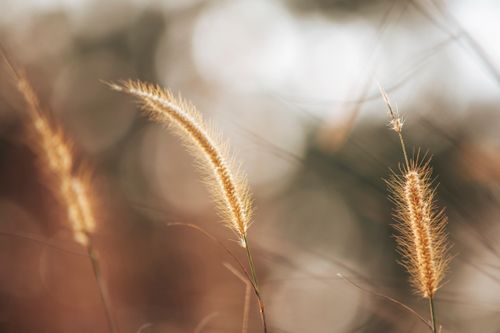 Free Macro shot of sunlit grass with blurred background, showcasing natural beauty and selective focus. Stock Photo
