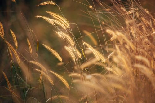 Free Golden grass swaying gently under warm sunlight, capturing nature's autumn beauty. Stock Photo