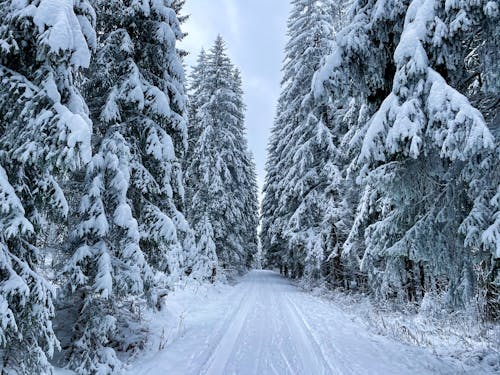 Photo of a Road Between Snow Covered Trees