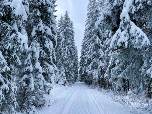 Free A peaceful snow-covered road lined with snow-laden trees in a winter forest. Stock Photo