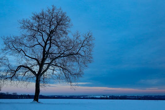 A solitary tree stands amidst a tranquil, snow-covered field under a moody sky at dusk.