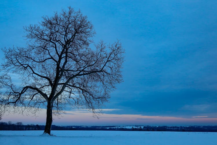 A Solitary Wilted Tree In A Snow Field