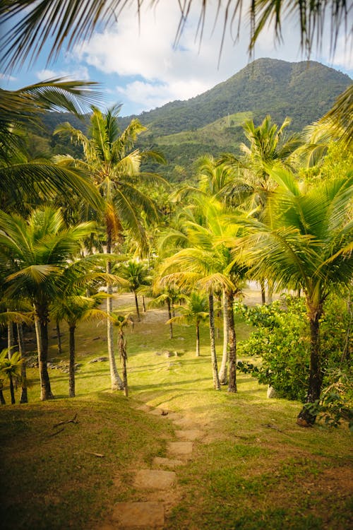 Безкоштовне стокове фото на тему «вертикальні постріл, високий, кокосові пальми»