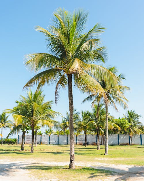 Gratis Immagine gratuita di alberi di cocco, alto, cielo azzurro Foto a disposizione