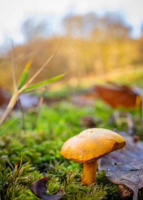 Free A Brown Mushroom on Green Moss Stock Photo