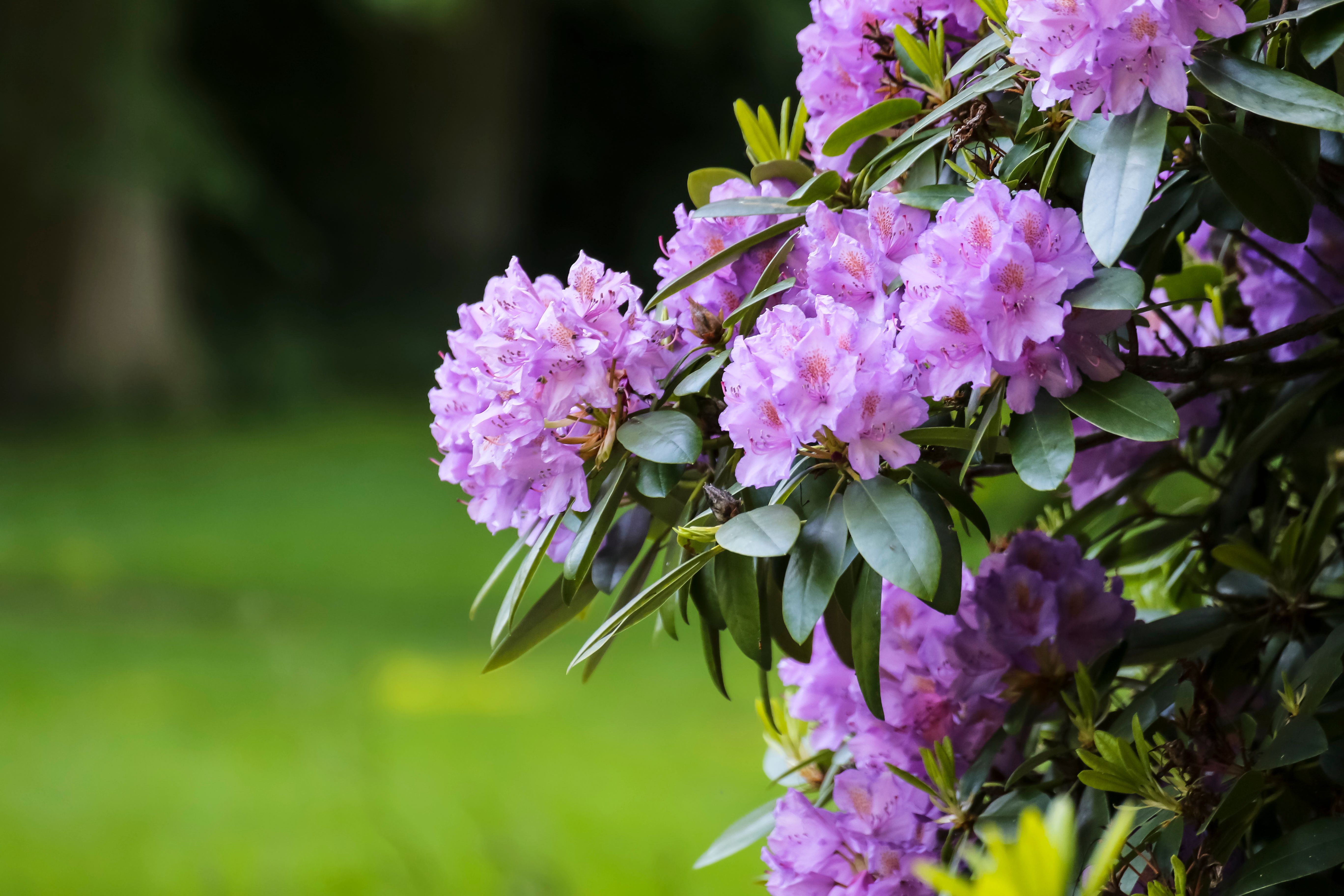 Close-Up Shot of Rhododendrons · Free Stock Photo