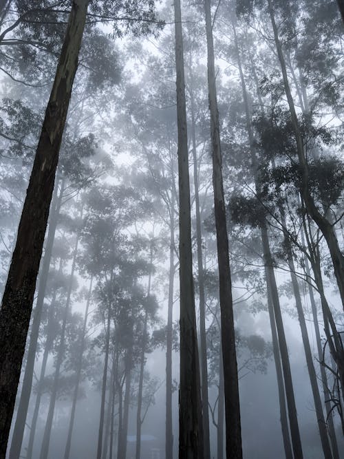 Free Imagine de stoc gratuită din arbori, ceață, cețos Stock Photo