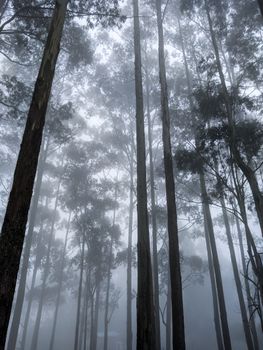 Towering eucalyptus trees piercing through thick fog create a mystical forest atmosphere captured in a low-angle shot.