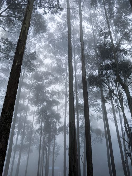 Free Towering eucalyptus trees piercing through thick fog create a mystical forest atmosphere captured in a low-angle shot. Stock Photo