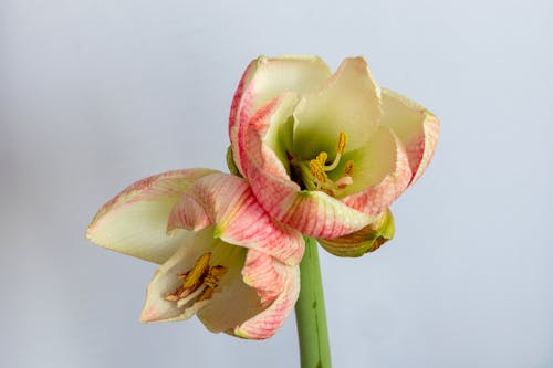 Free stock photo of amaryllis, flower