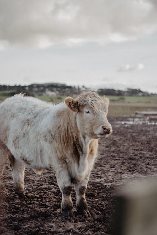 Foto stok gratis agrikultura, berlumpur, binatang peternakan