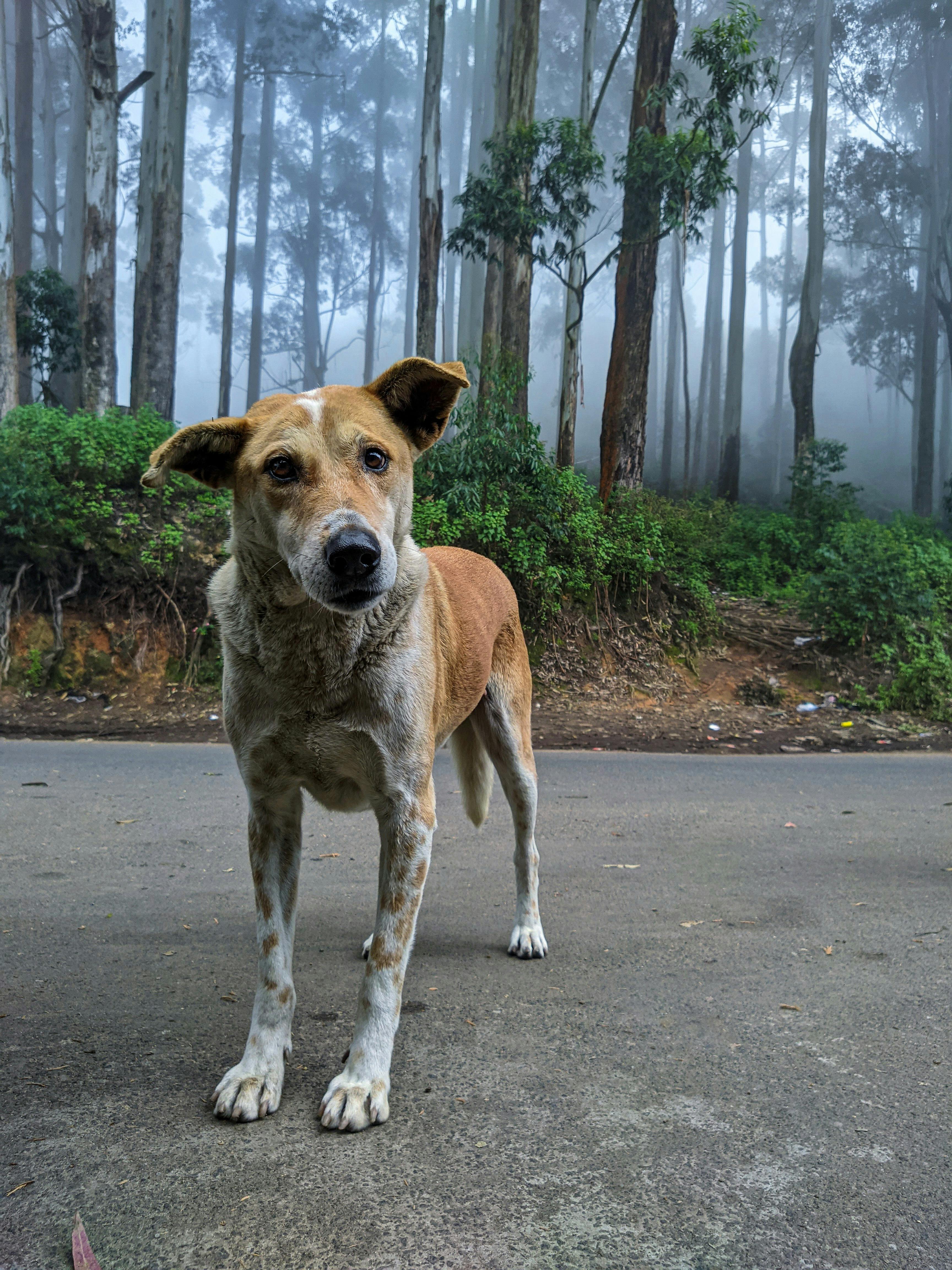 Curious About Your Dog’s Nose? 7 Reasons Why It’s Always Damp