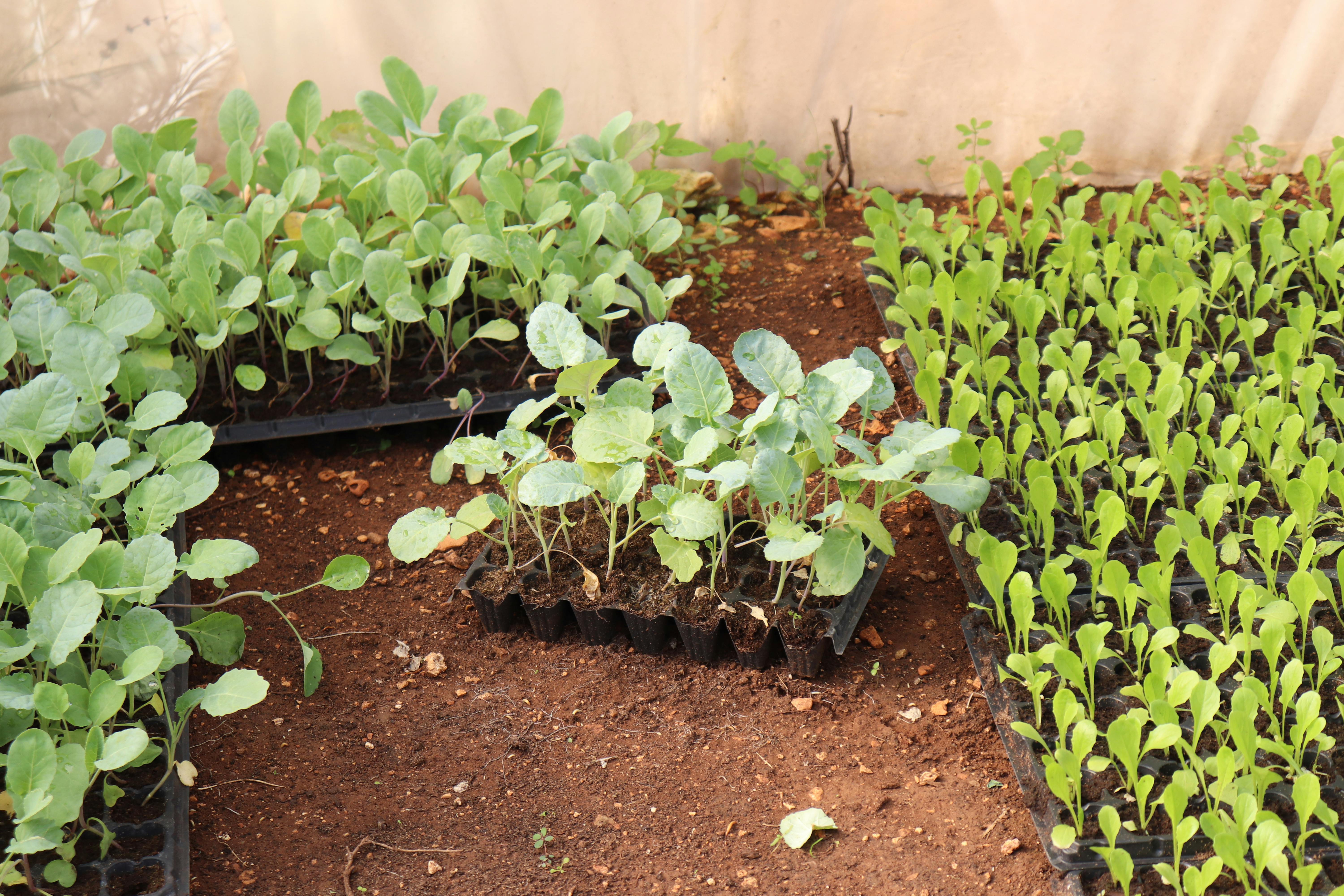 Anti-Aging Collection