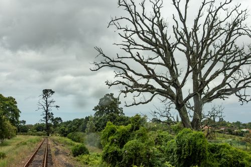 Free Leafless tree alongside a railroad with a cloudy sky in the countryside. Stock Photo