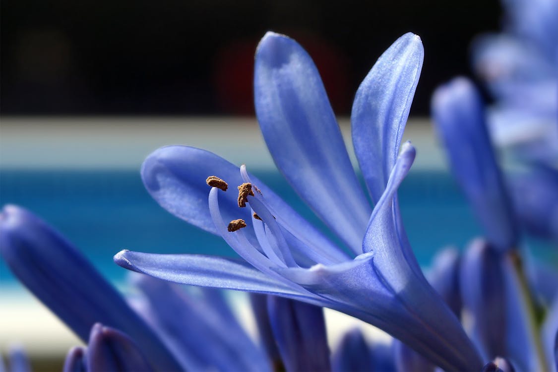 African Lily Flowers in Close-Up Photography 