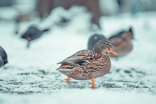Free Side view of duck with brown plumage and pointed beak walking on snowy ground in natural habitat Stock Photo