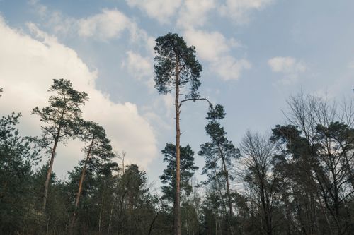 Free A tranquil view of pine trees under a clear blue sky, capturing the essence of nature. Stock Photo
