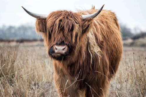 Free Brown Yak Stock Photo