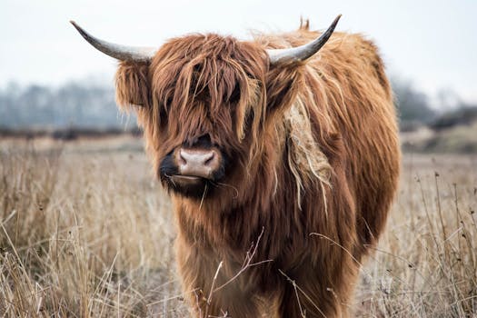 Great Yak Photos · Pexels · Free Stock Photos